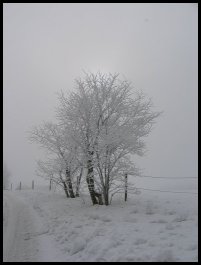 Sol bakom trdet. Svedala, Skne. Frgfoto.